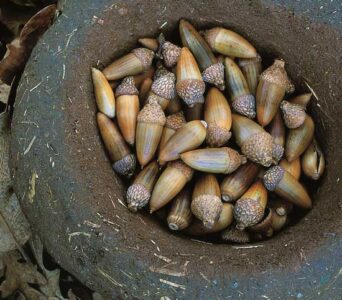 How to Make Acorn Flour Image